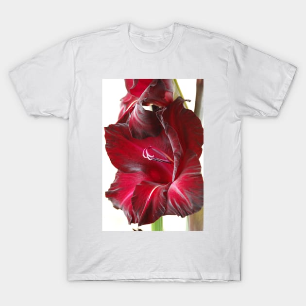 Gladiolus  'Black Surprise' T-Shirt by chrisburrows